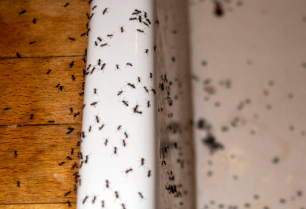 Best Cockroach Control Services  in Pontotoc, MS